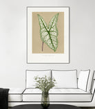 Green Caladium Belleymii Leaf Illustration by Les Plantes a on GIANT ART - flowers and plants vintage botanical