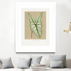Green Caladium Belleymii Leaf Illustration by Les Plantes a on GIANT ART - flowers and plants vintage botanical
