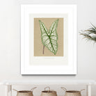 Green Caladium Belleymii Leaf Illustration by Les Plantes a on GIANT ART - flowers and plants vintage botanical