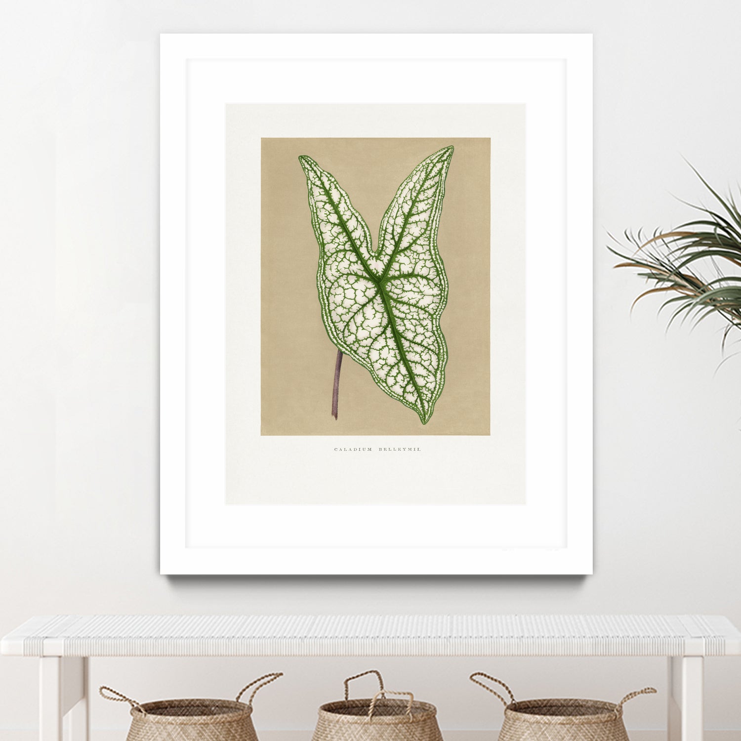 Green Caladium Belleymii Leaf Illustration by Les Plantes a on GIANT ART - flowers and plants vintage botanical