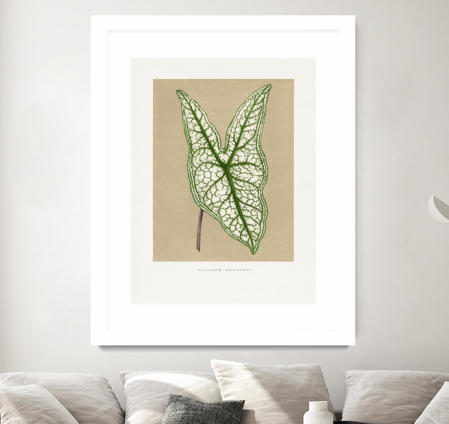 Green Caladium Belleymii Leaf Illustration by Les Plantes a on GIANT ART - flowers and plants vintage botanical