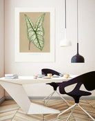 Green Caladium Belleymii Leaf Illustration by Les Plantes a on GIANT ART - flowers and plants vintage botanical