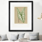 Green Caladium Belleymii Leaf Illustration by Les Plantes a on GIANT ART - flowers and plants vintage botanical