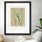 Green Caladium Belleymii Leaf Illustration by Les Plantes a on GIANT ART - flowers and plants vintage botanical