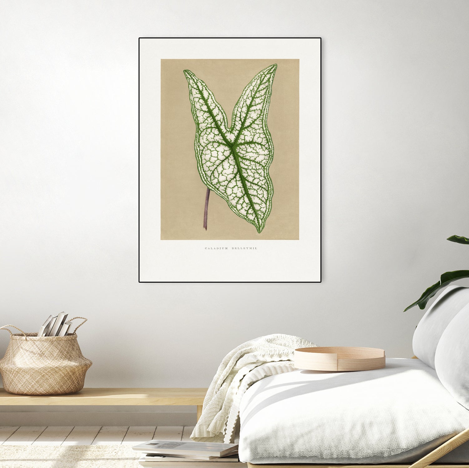 Green Caladium Belleymii Leaf Illustration by Les Plantes a on GIANT ART - flowers and plants vintage botanical