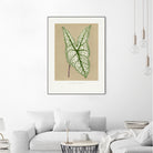 Green Caladium Belleymii Leaf Illustration by Les Plantes a on GIANT ART - flowers and plants vintage botanical