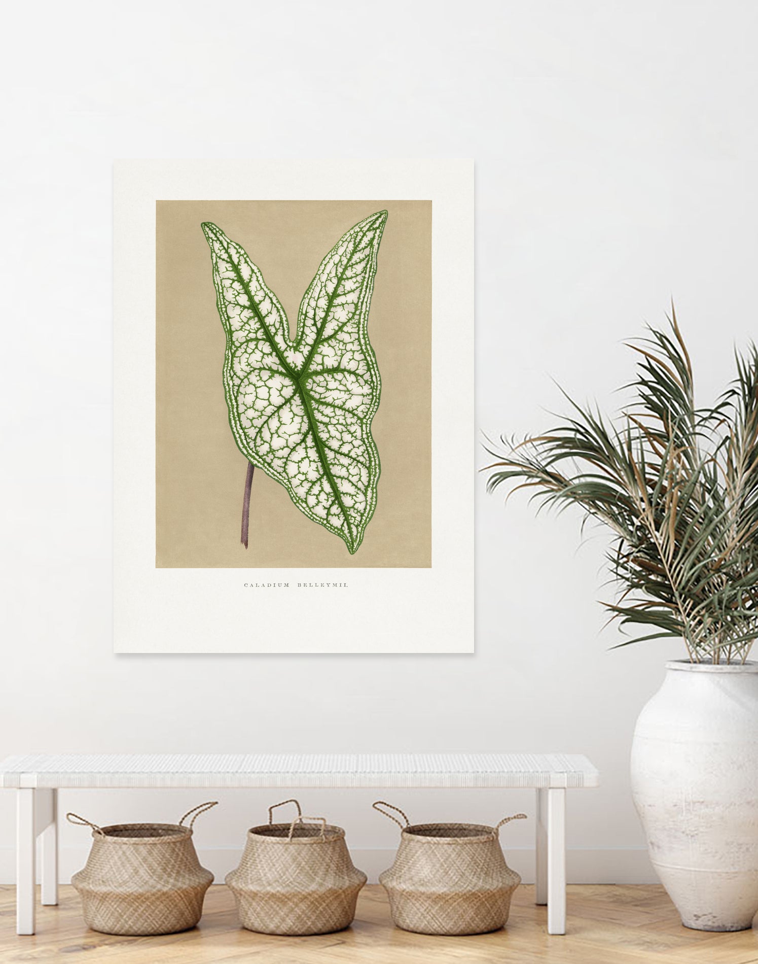 Green Caladium Belleymii Leaf Illustration by Les Plantes a on GIANT ART - flowers and plants vintage botanical