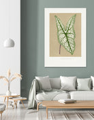 Green Caladium Belleymii Leaf Illustration by Les Plantes a on GIANT ART - flowers and plants vintage botanical
