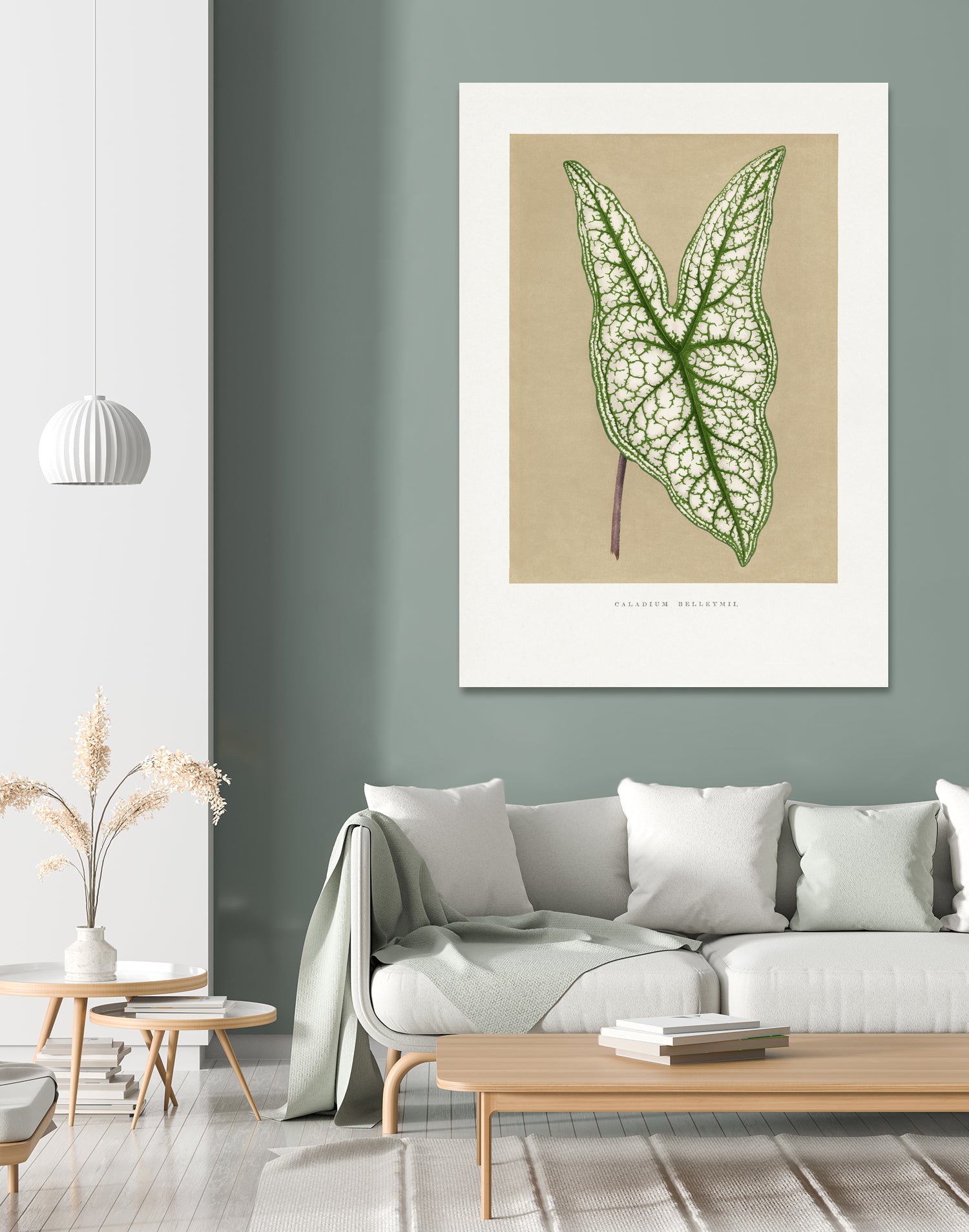 Green Caladium Belleymii Leaf Illustration by Les Plantes a on GIANT ART - flowers and plants vintage botanical