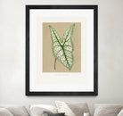 Green Caladium Belleymii Leaf Illustration by Les Plantes a on GIANT ART - flowers and plants vintage botanical