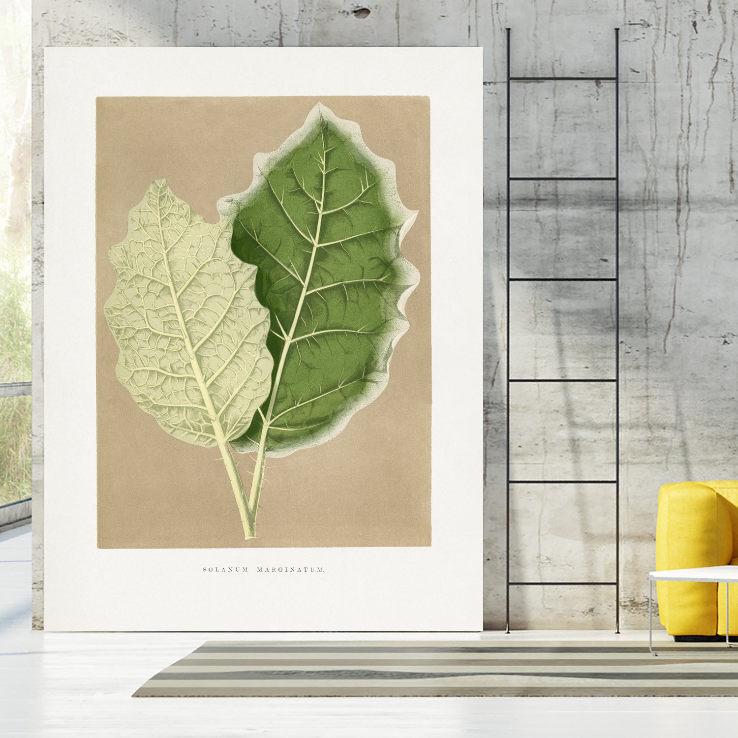 Green Solanum Marginatum Leaf Illustration by Les Plantes a on GIANT ART - flowers and plants vintage botanical