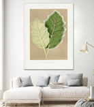 Green Solanum Marginatum Leaf Illustration by Les Plantes a on GIANT ART - flowers and plants vintage botanical