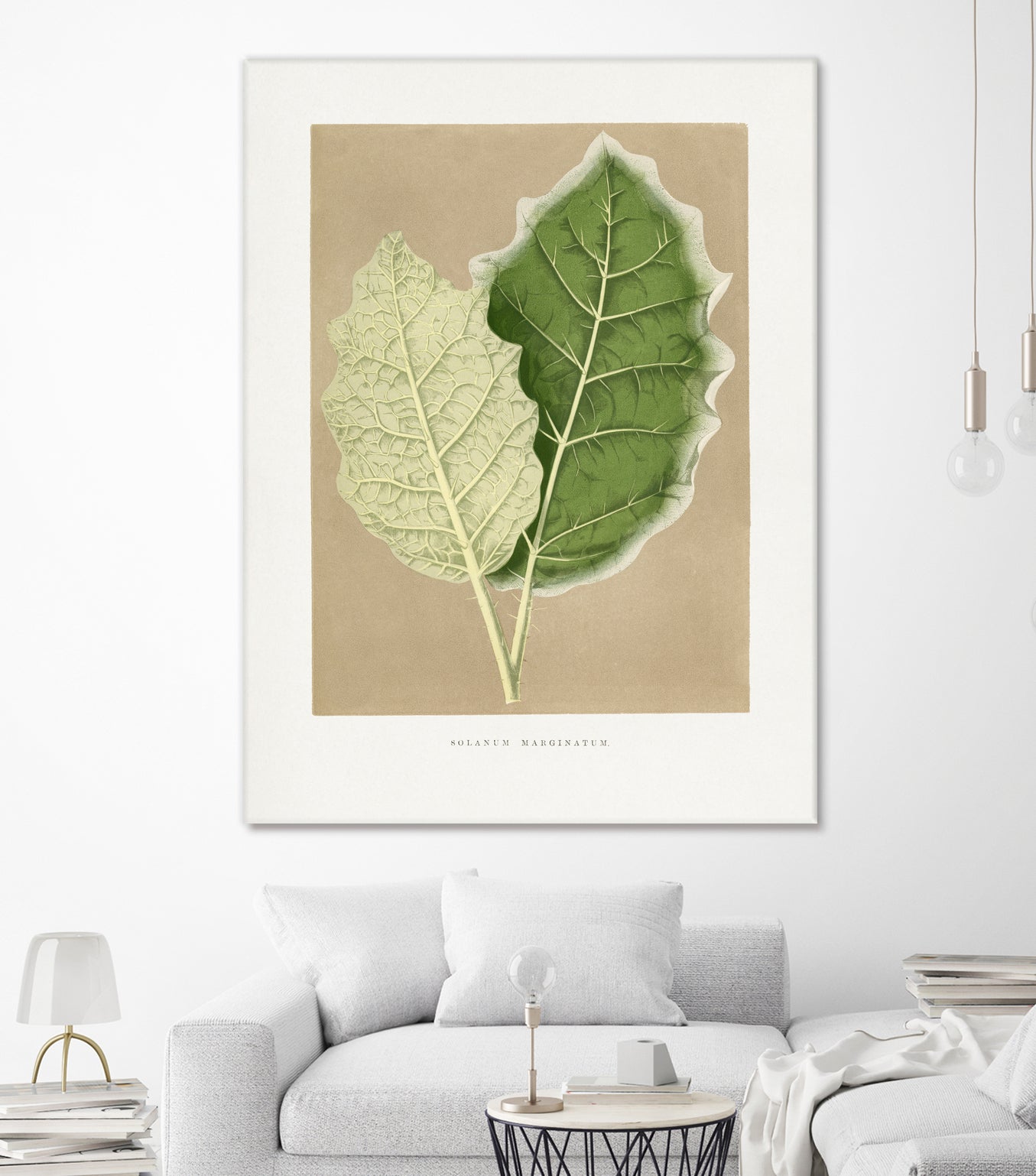 Green Solanum Marginatum Leaf Illustration by Les Plantes a on GIANT ART - flowers and plants vintage botanical