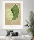 Green Solanum Marginatum Leaf Illustration by Les Plantes a on GIANT ART - flowers and plants vintage botanical