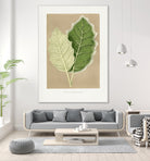 Green Solanum Marginatum Leaf Illustration by Les Plantes a on GIANT ART - flowers and plants vintage botanical