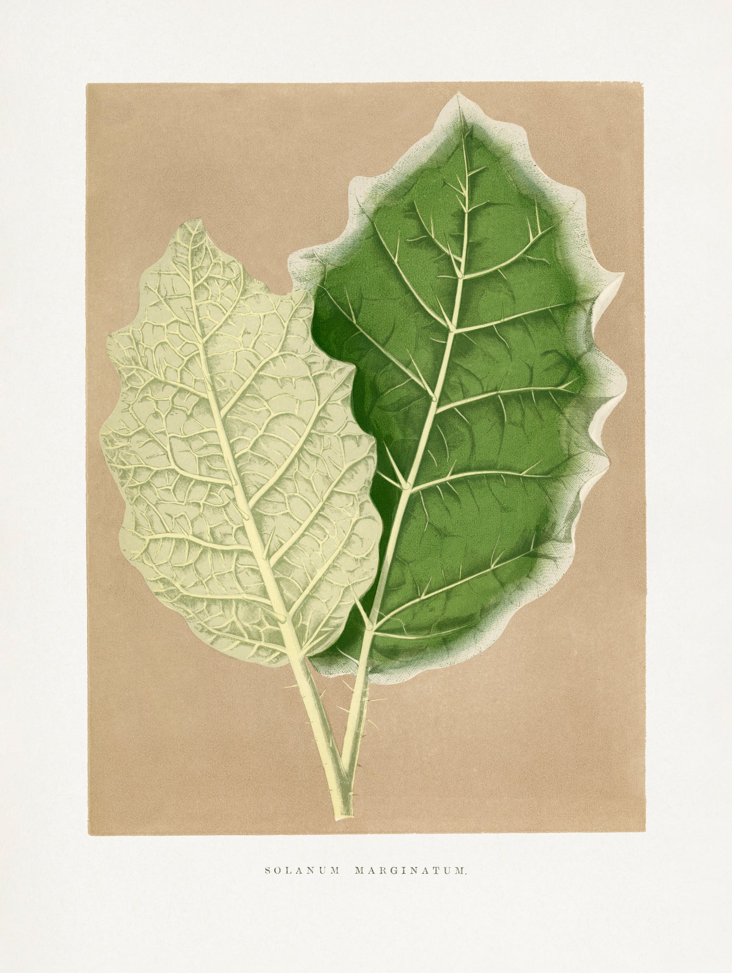 Green Solanum Marginatum Leaf Illustration by Les Plantes a on GIANT ART - flowers and plants vintage botanical