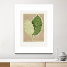 Green Solanum Marginatum Leaf Illustration by Les Plantes a on GIANT ART - flowers and plants vintage botanical