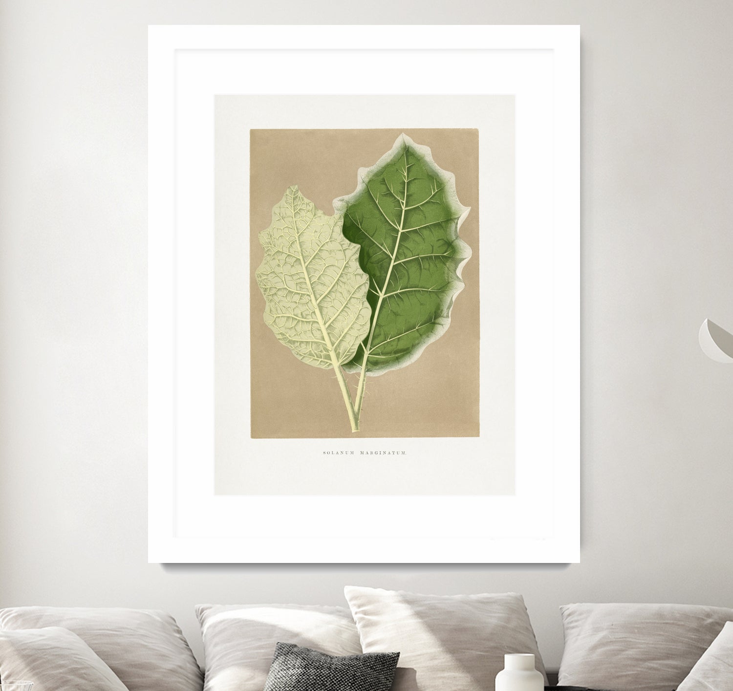 Green Solanum Marginatum Leaf Illustration by Les Plantes a on GIANT ART - flowers and plants vintage botanical