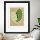 Green Solanum Marginatum Leaf Illustration by Les Plantes a on GIANT ART - flowers and plants vintage botanical
