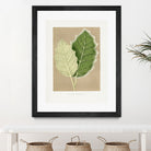 Green Solanum Marginatum Leaf Illustration by Les Plantes a on GIANT ART - flowers and plants vintage botanical