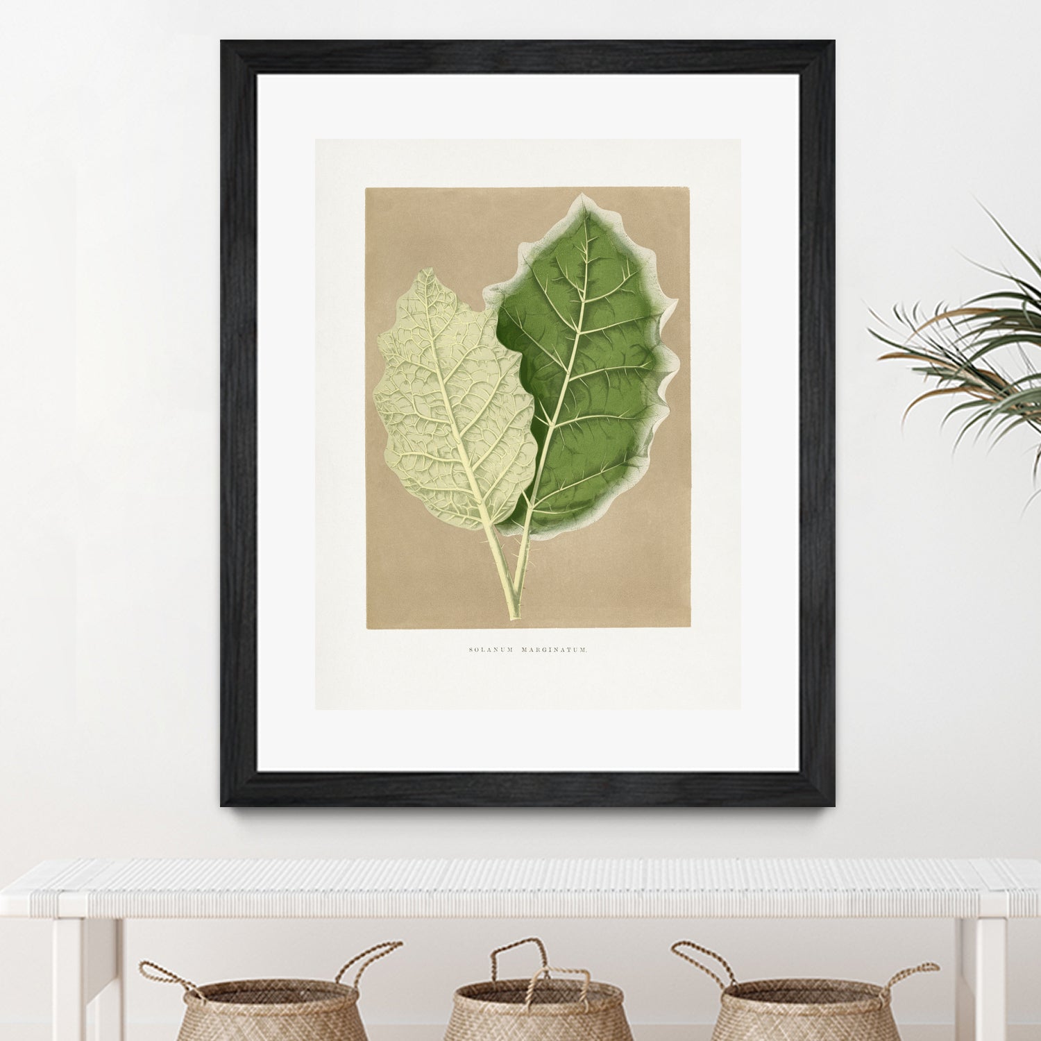 Green Solanum Marginatum Leaf Illustration by Les Plantes a on GIANT ART - flowers and plants vintage botanical