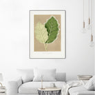 Green Solanum Marginatum Leaf Illustration by Les Plantes a on GIANT ART - flowers and plants vintage botanical