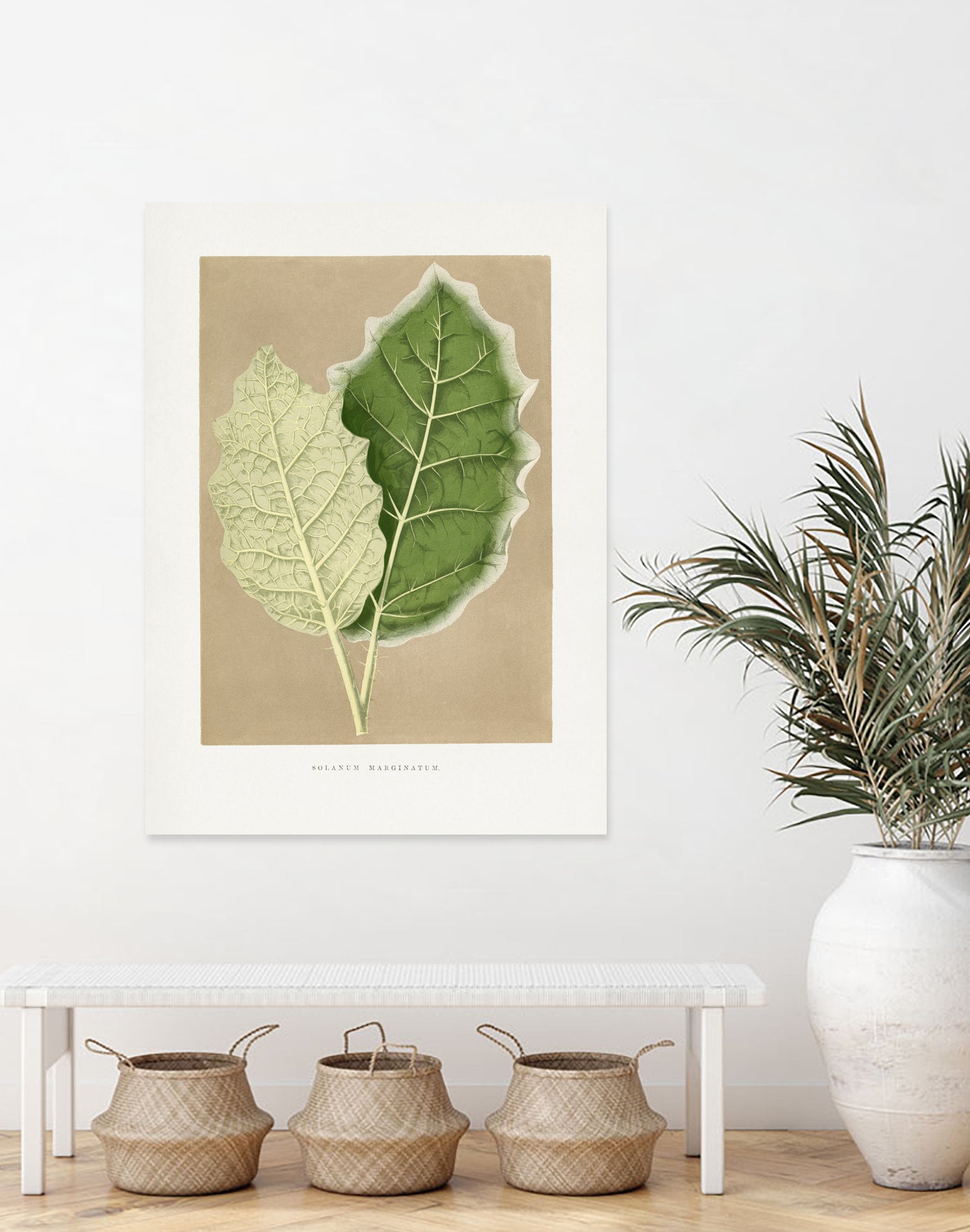 Green Solanum Marginatum Leaf Illustration by Les Plantes a on GIANT ART - flowers and plants vintage botanical