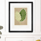 Green Solanum Marginatum Leaf Illustration by Les Plantes a on GIANT ART - flowers and plants vintage botanical