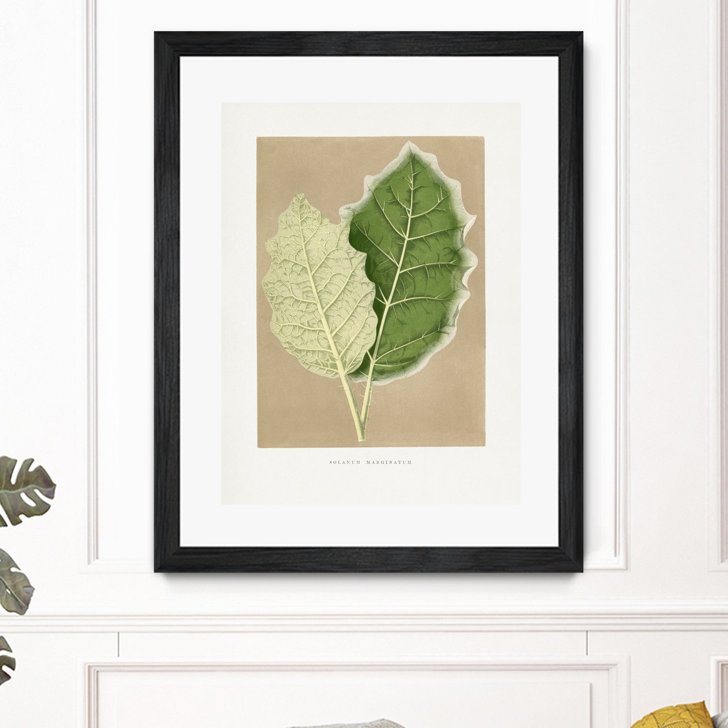 Green Solanum Marginatum Leaf Illustration by Les Plantes a on GIANT ART - flowers and plants vintage botanical