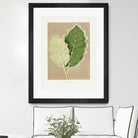 Green Solanum Marginatum Leaf Illustration by Les Plantes a on GIANT ART - flowers and plants vintage botanical