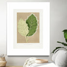 Green Solanum Marginatum Leaf Illustration by Les Plantes a on GIANT ART - flowers and plants vintage botanical