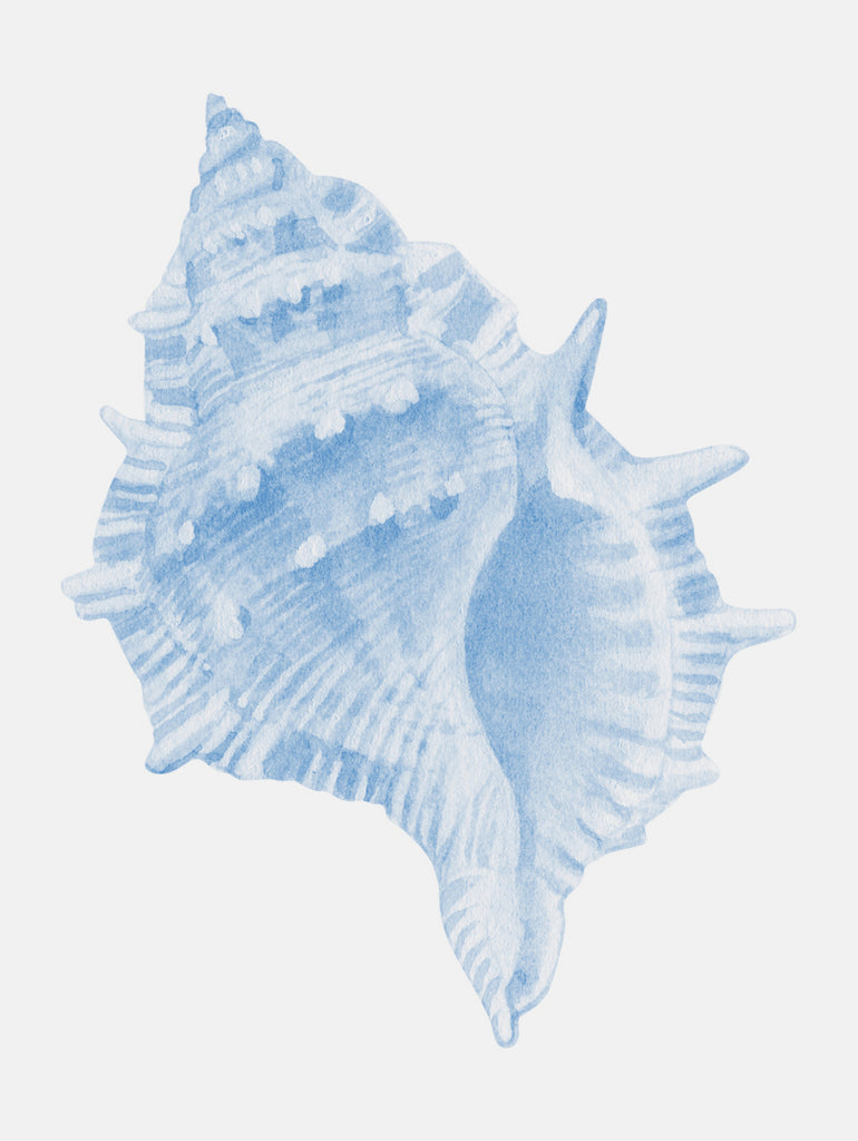 One Blue Conch by Jolly on GIANT ART - illustration animal