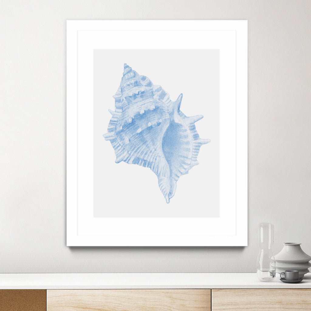 One Blue Conch by Jolly on GIANT ART - illustration animal