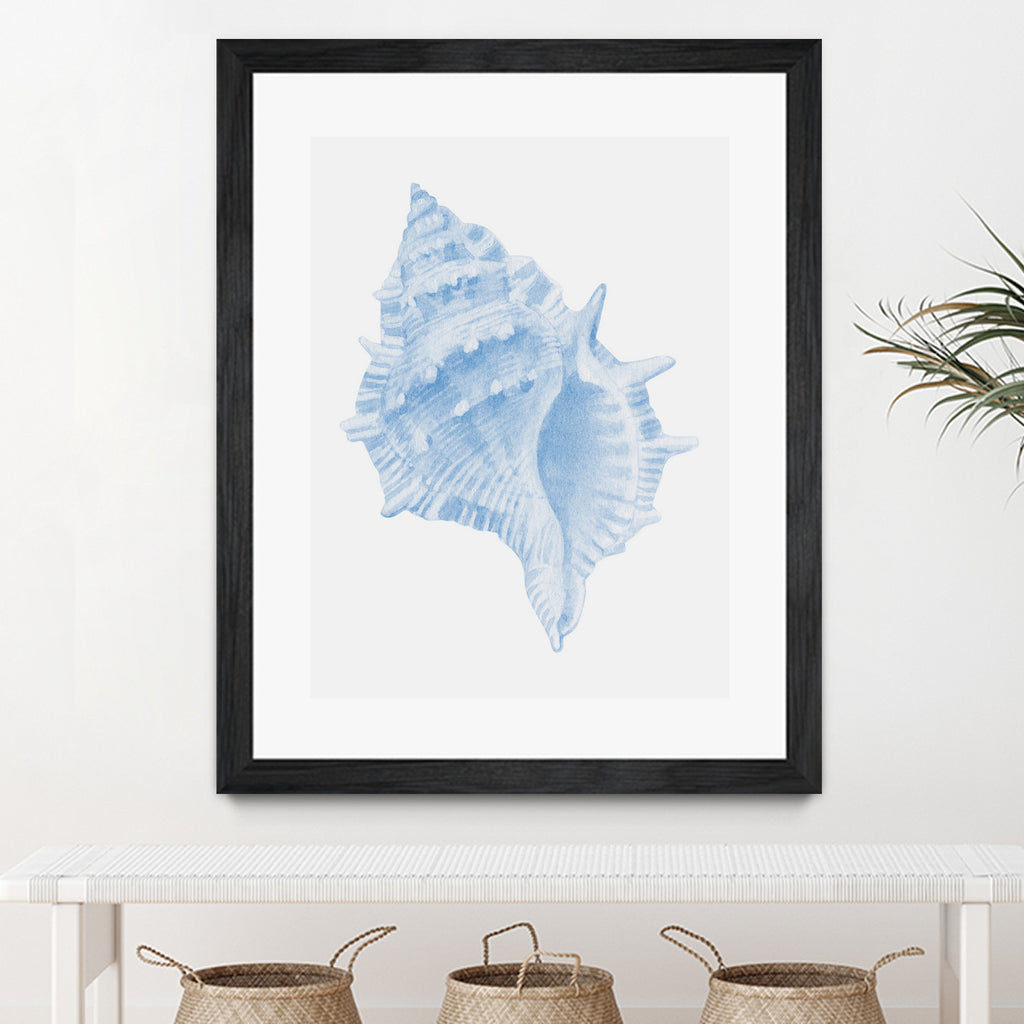 One Blue Conch by Jolly on GIANT ART - illustration animal