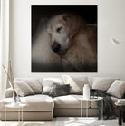 Sleeping Golden by Andreas Magnusson on GIANT ART - animals golden