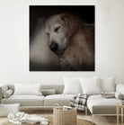 Sleeping Golden by Andreas Magnusson on GIANT ART - animals golden