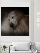 Sleeping Golden by Andreas Magnusson on GIANT ART - animals golden