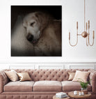 Sleeping Golden by Andreas Magnusson on GIANT ART - animals golden