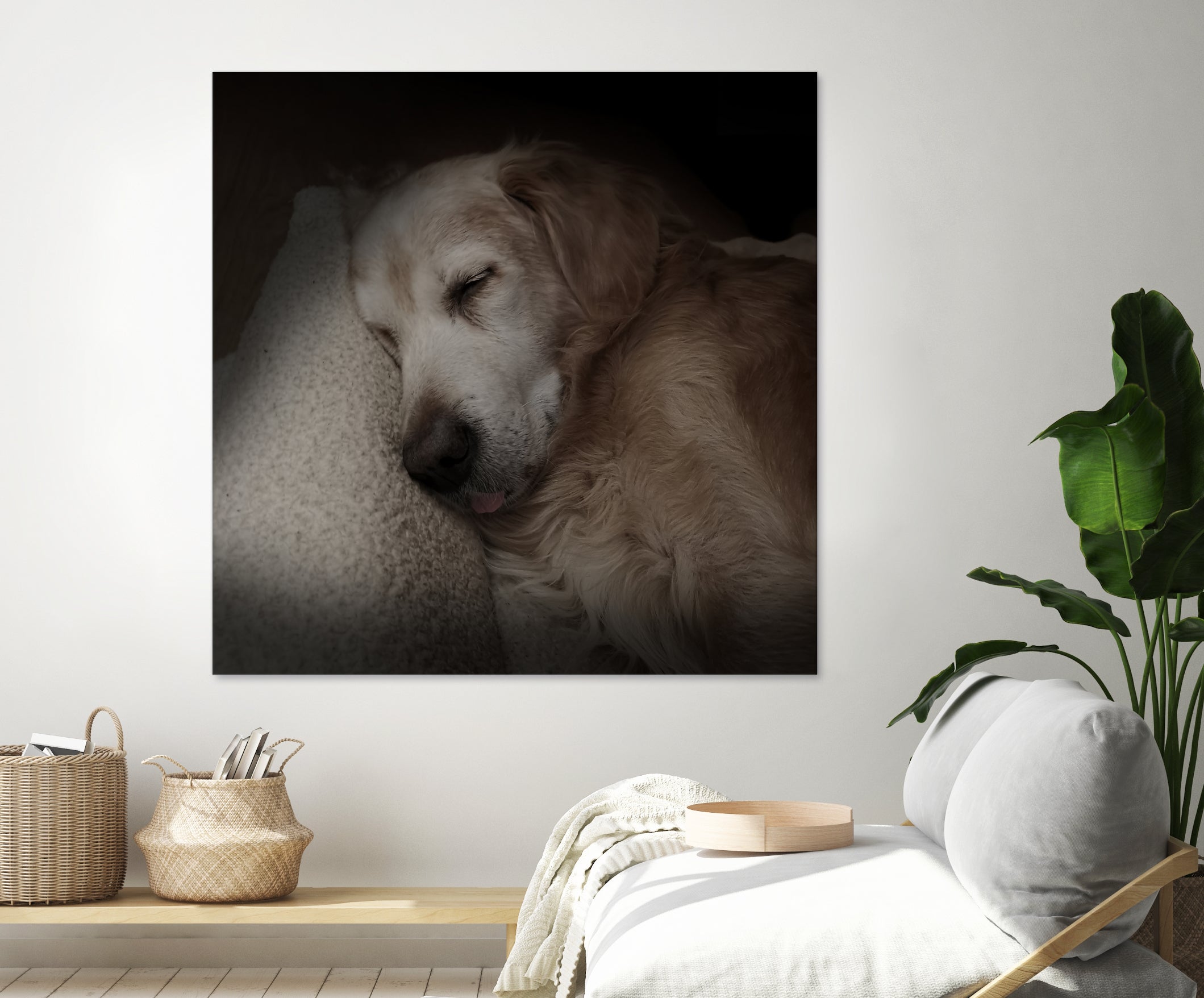 Sleeping Golden by Andreas Magnusson on GIANT ART - animals golden