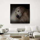 Sleeping Golden by Andreas Magnusson on GIANT ART - animals golden