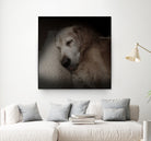 Sleeping Golden by Andreas Magnusson on GIANT ART - animals golden
