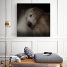 Sleeping Golden by Andreas Magnusson on GIANT ART - animals golden