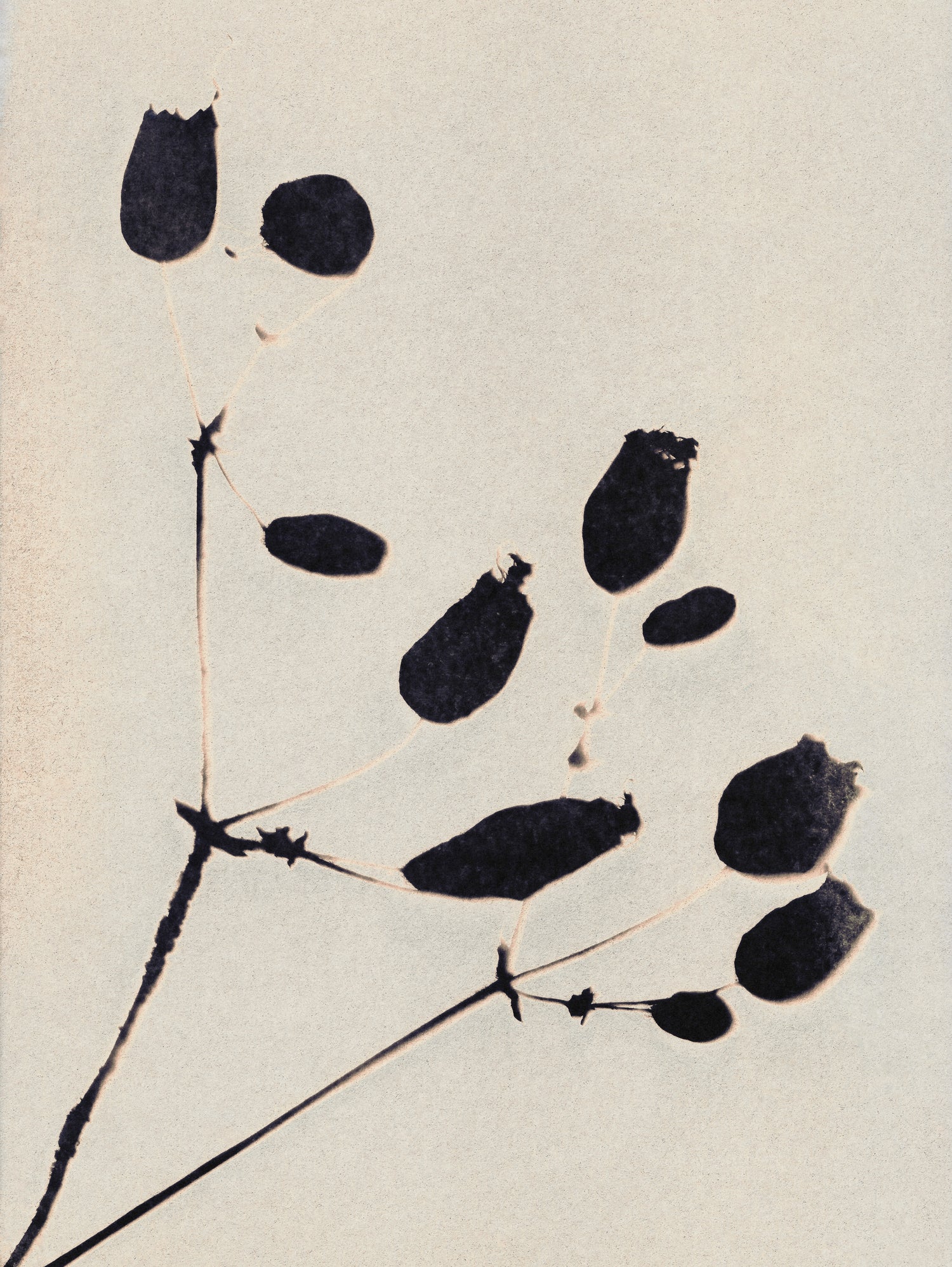 Wildflower In Bloom by Alisa Galitsyna on GIANT ART - monochrome  monochrome