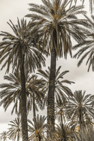 Sicilian Memories 17 by Mareike Bohmer on GIANT ART -  botany