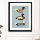 Decoy Ducks I by June Erica Vess on GIANT ART - animals nature birds
