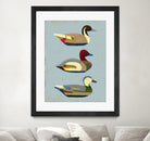 Decoy Ducks I by June Erica Vess on GIANT ART - animals nature birds