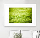 Grass I by Peter Morneau on GIANT ART - green photo art