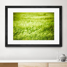 Grass I by Peter Morneau on GIANT ART - green photo art