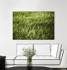 Grass II by Peter Morneau on GIANT ART - green photo art