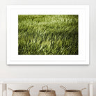 Grass II by Peter Morneau on GIANT ART - green photo art